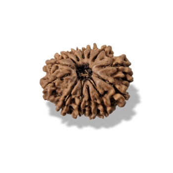 Rudraksha - Rudraksza 13 twarzy (Mukhi)